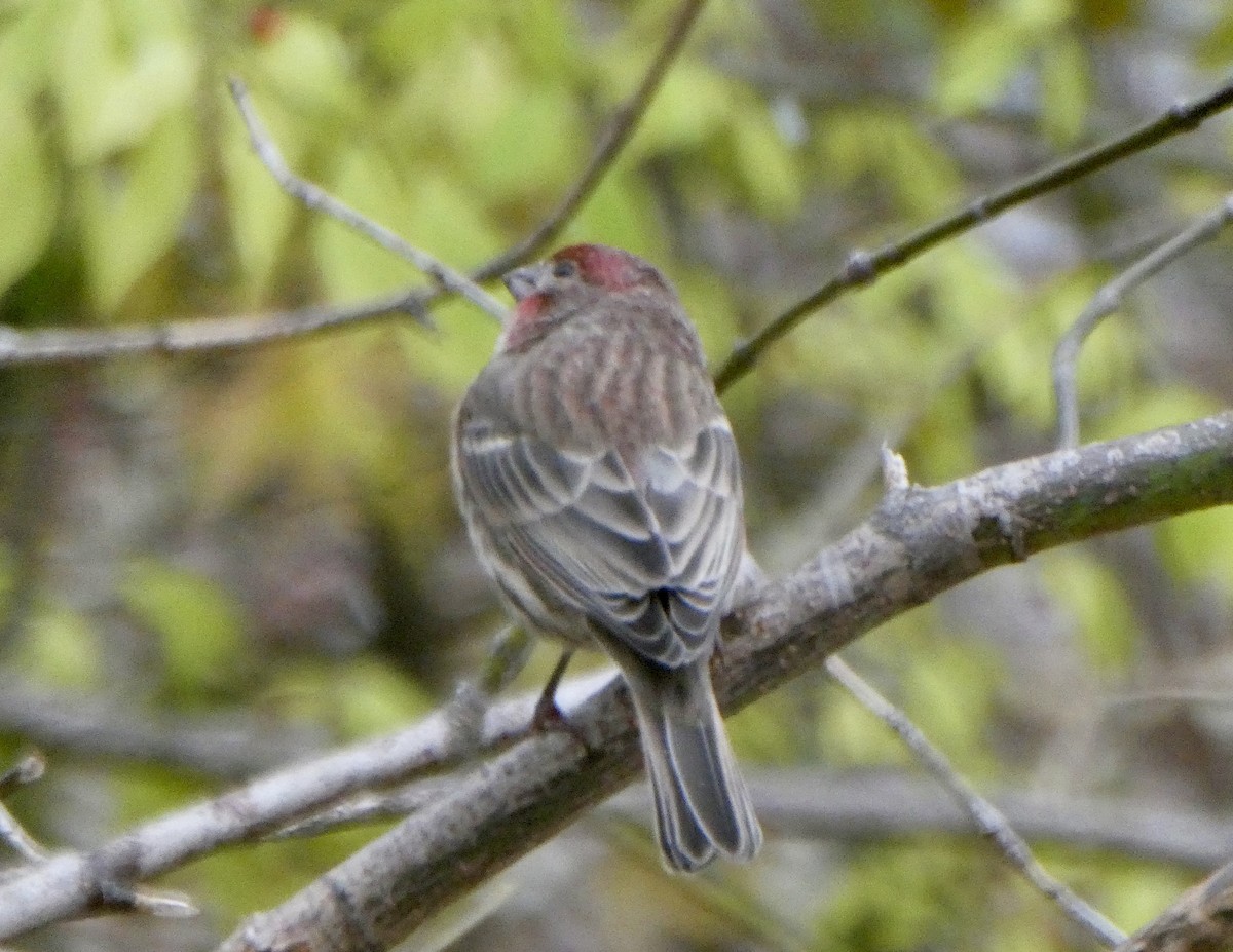 House Finch - ML645209017