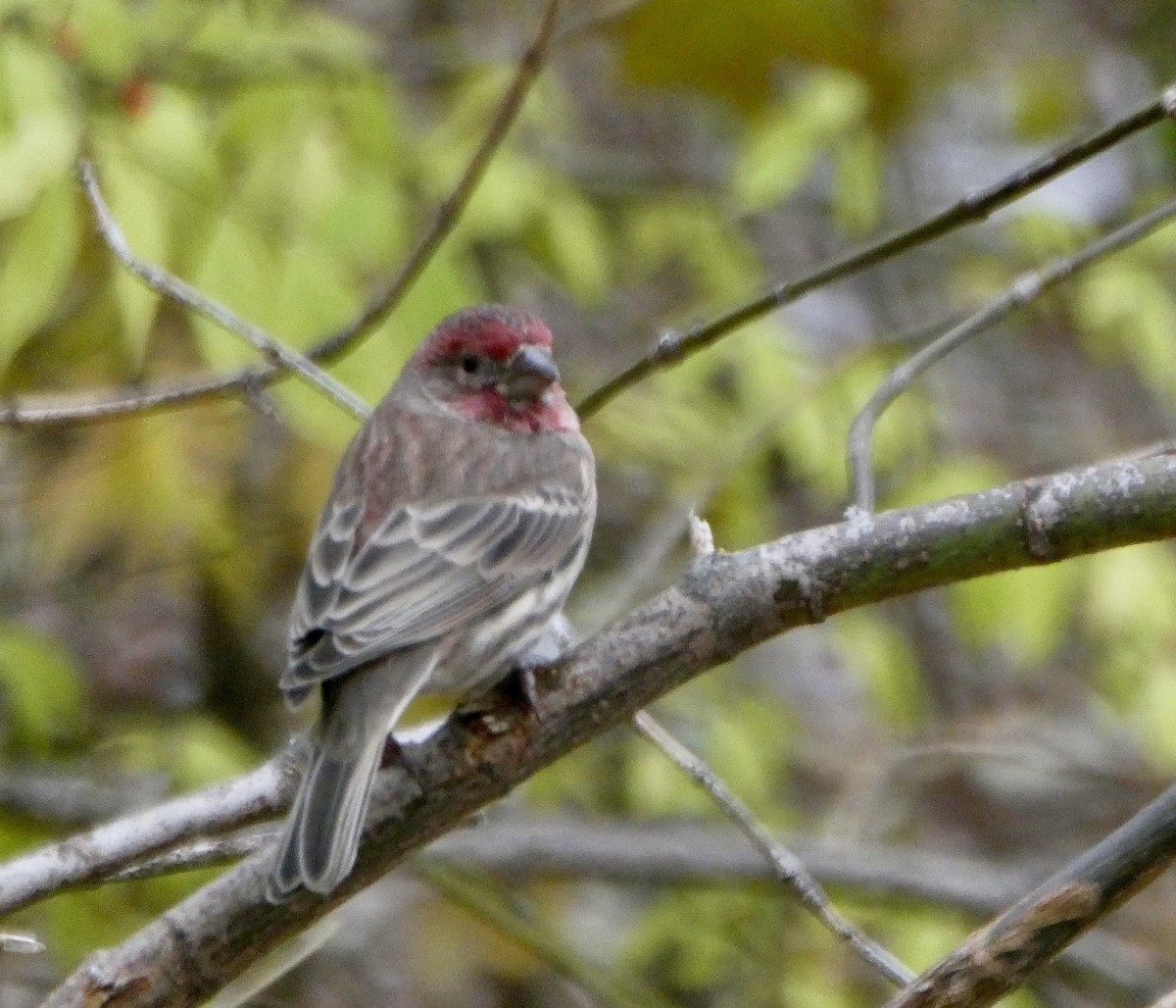 House Finch - ML645209018
