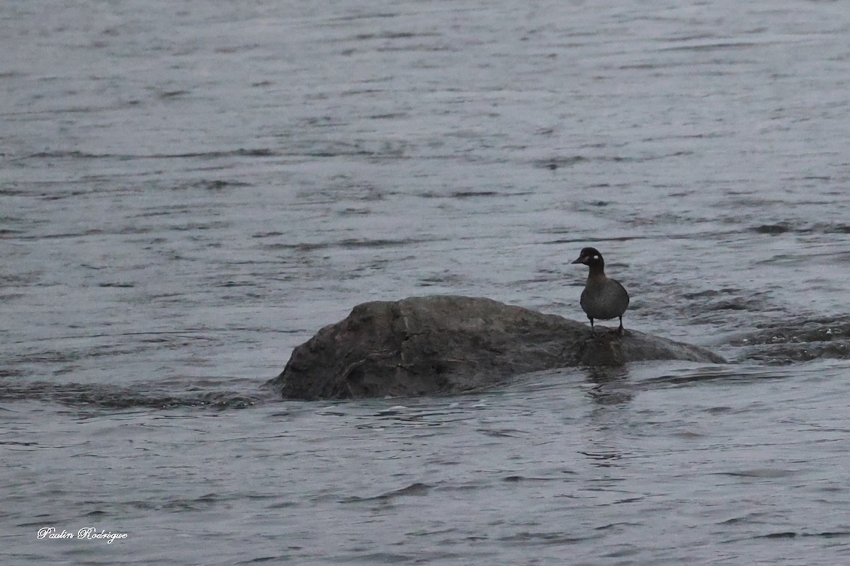 Harlequin Duck - ML645209021