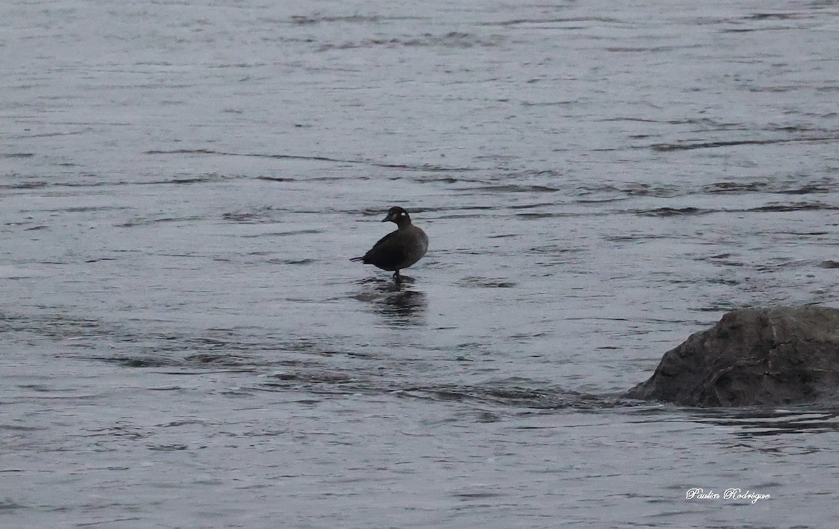 Harlequin Duck - ML645209022