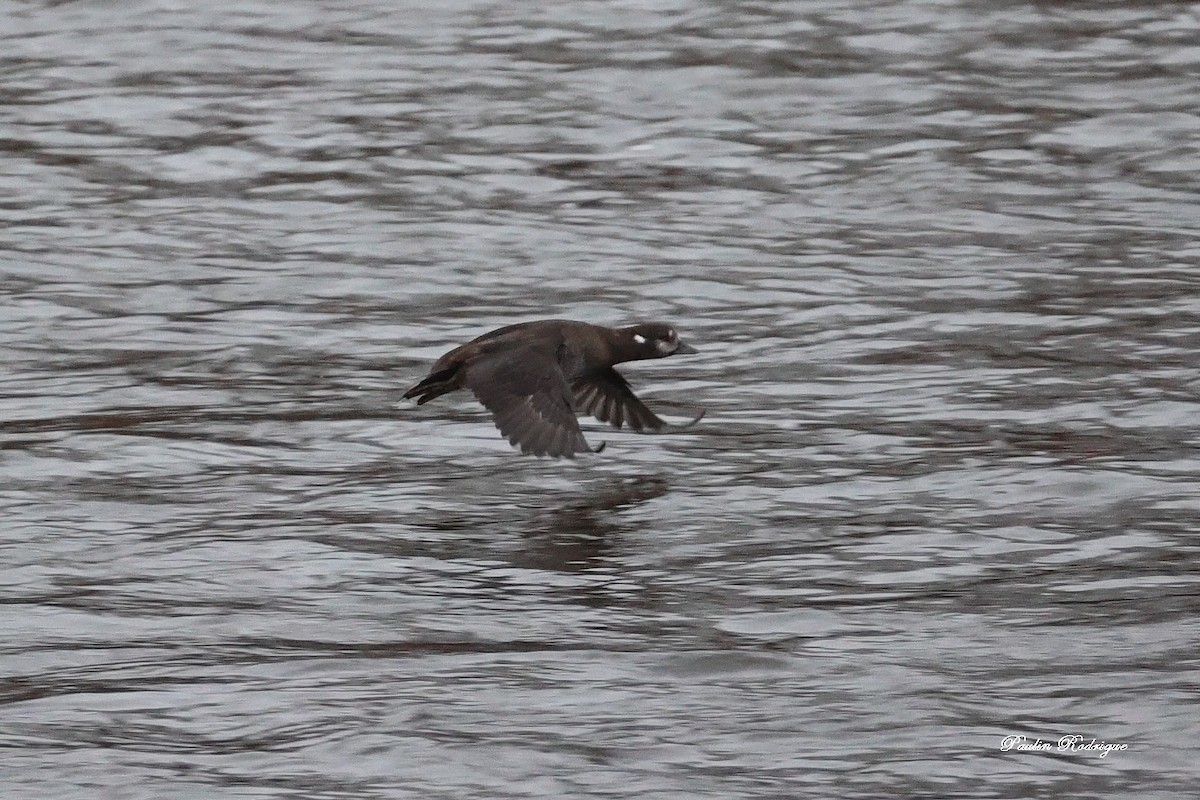 Harlequin Duck - ML645209023