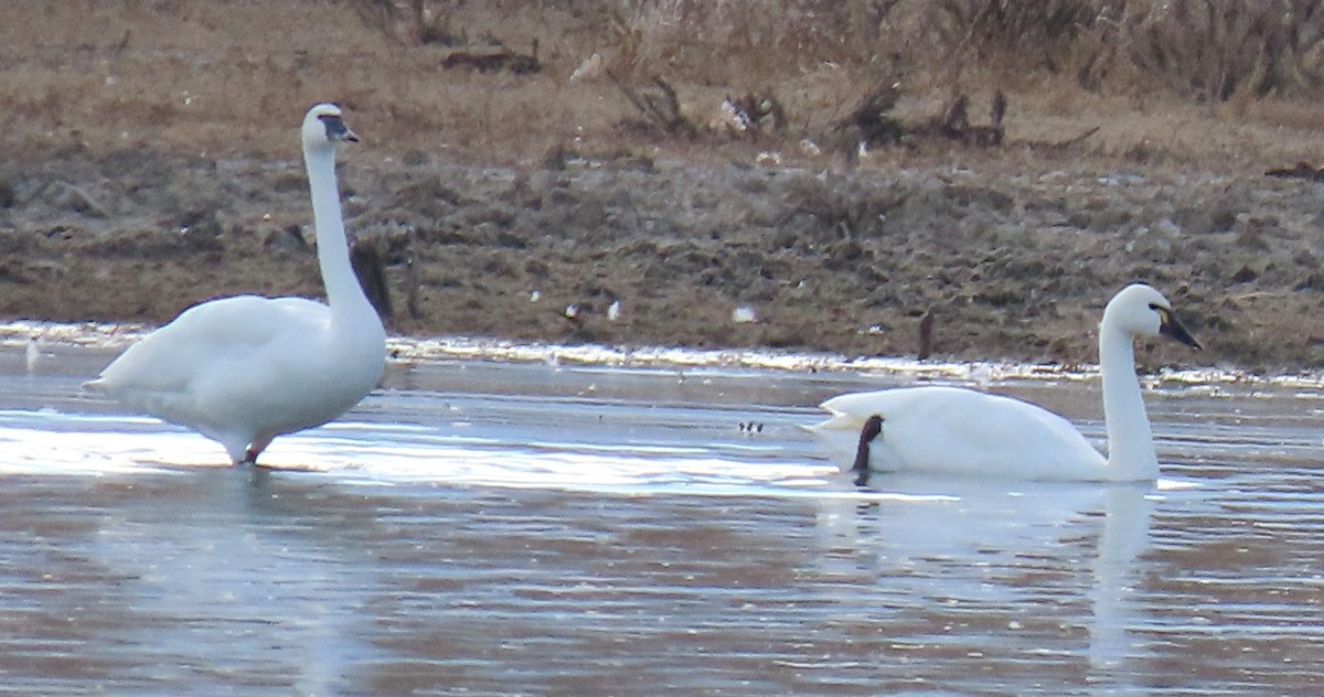 Trumpeter Swan - ML645209026