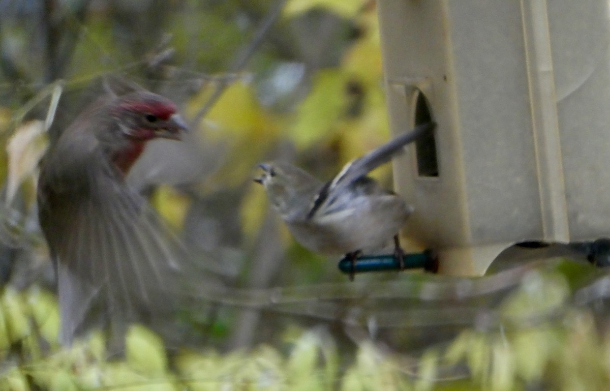 American Goldfinch - ML645209028
