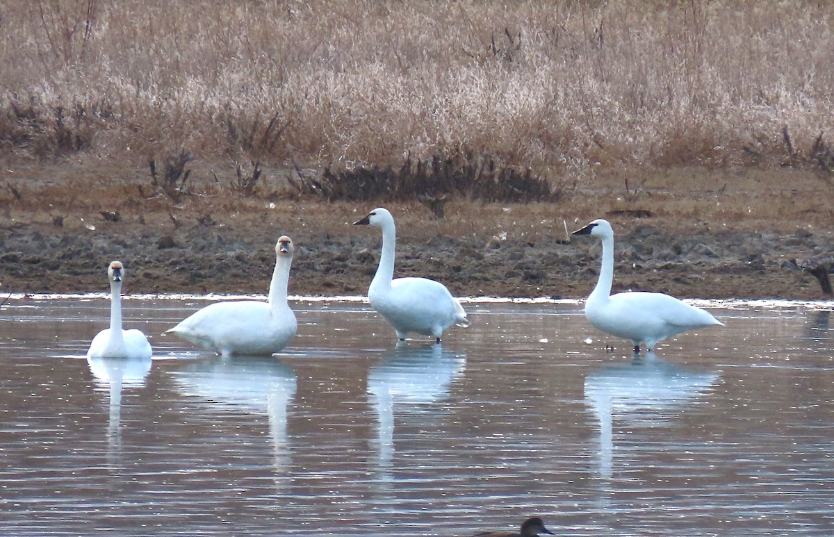 Cigno minore - ML645209033