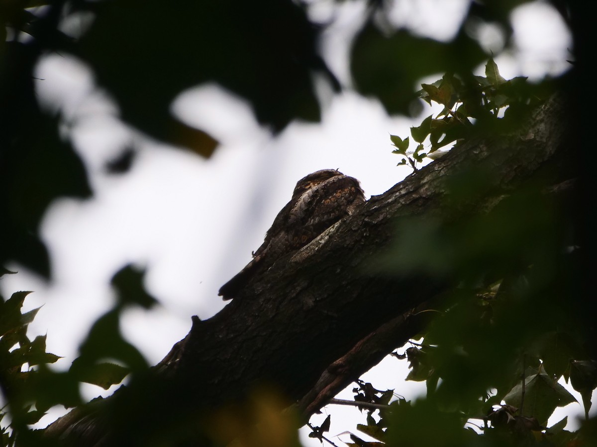 Gray Nightjar - ML645209034