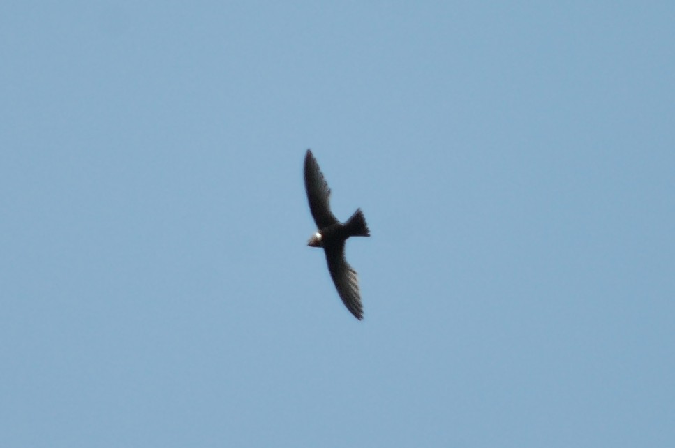 White-collared Swift - ML645209035