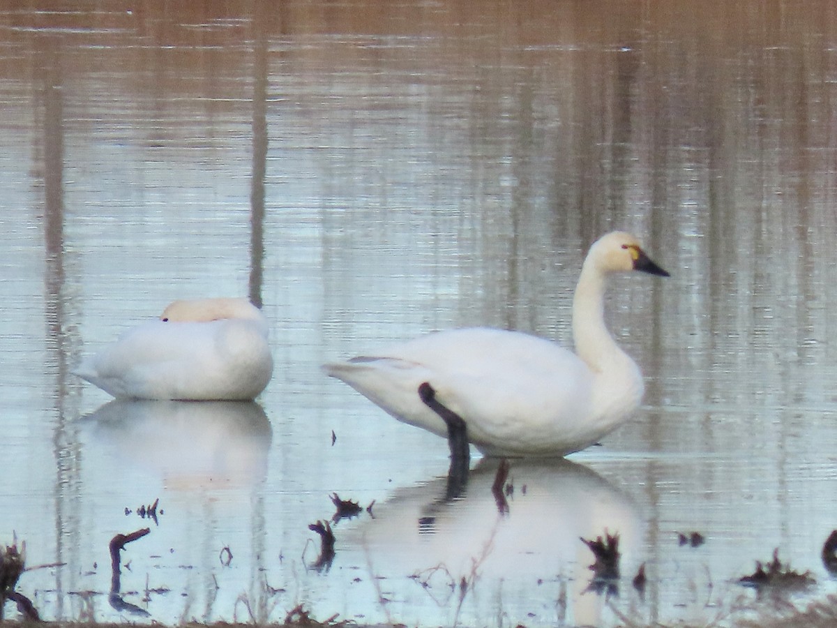 Cigno minore - ML645209037