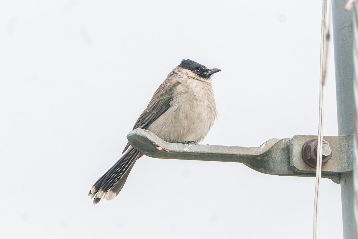 Sooty-headed Bulbul - ML645209044