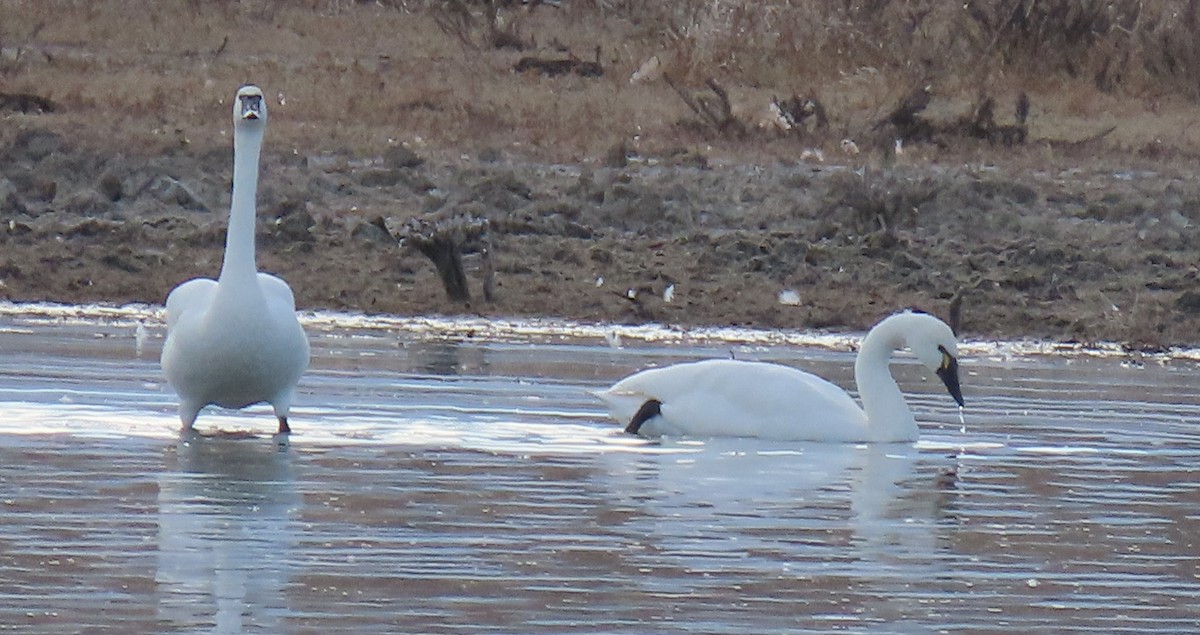 Cigno minore - ML645209047