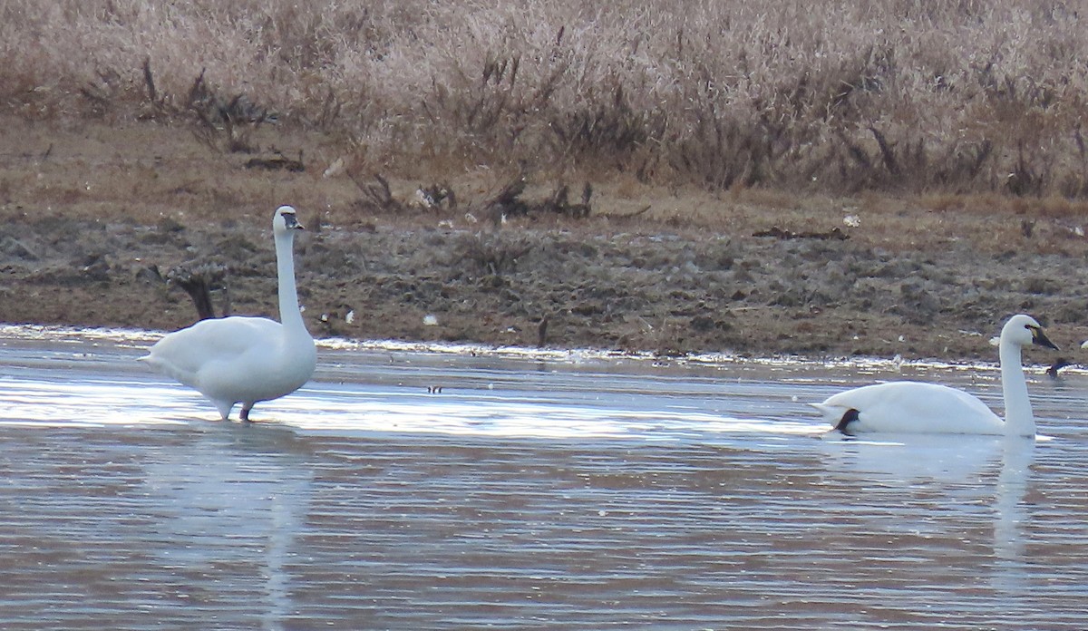 Trumpeter Swan - ML645209052