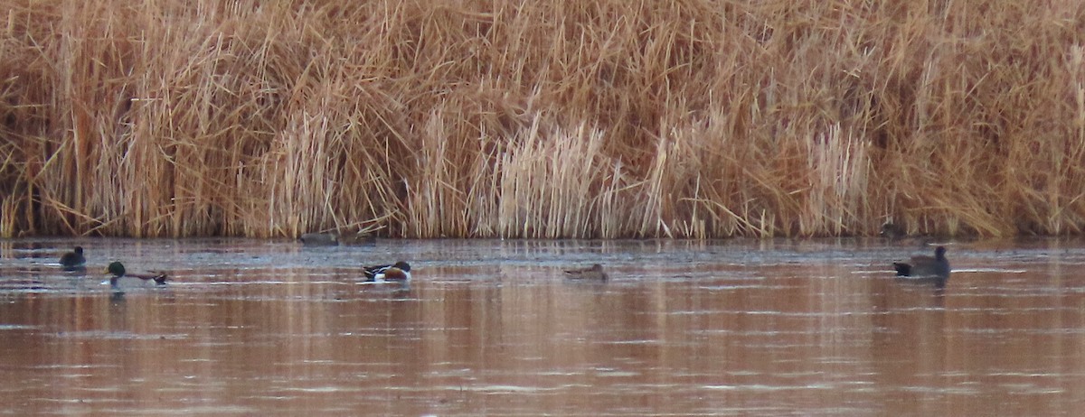 Mestolone - ML645209055