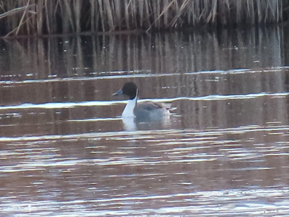 Codone - ML645209057