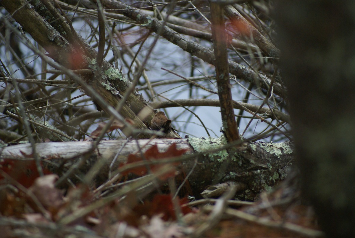 Winter Wren - ML645209062