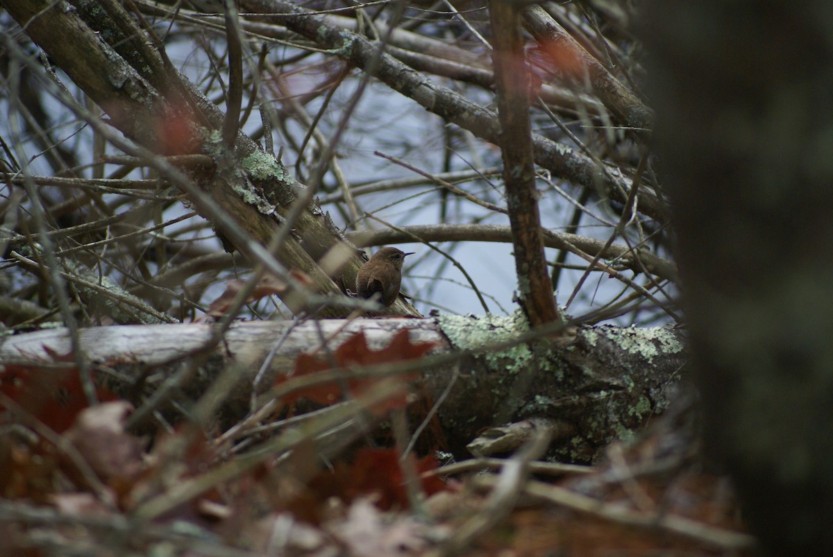 Winter Wren - ML645209089