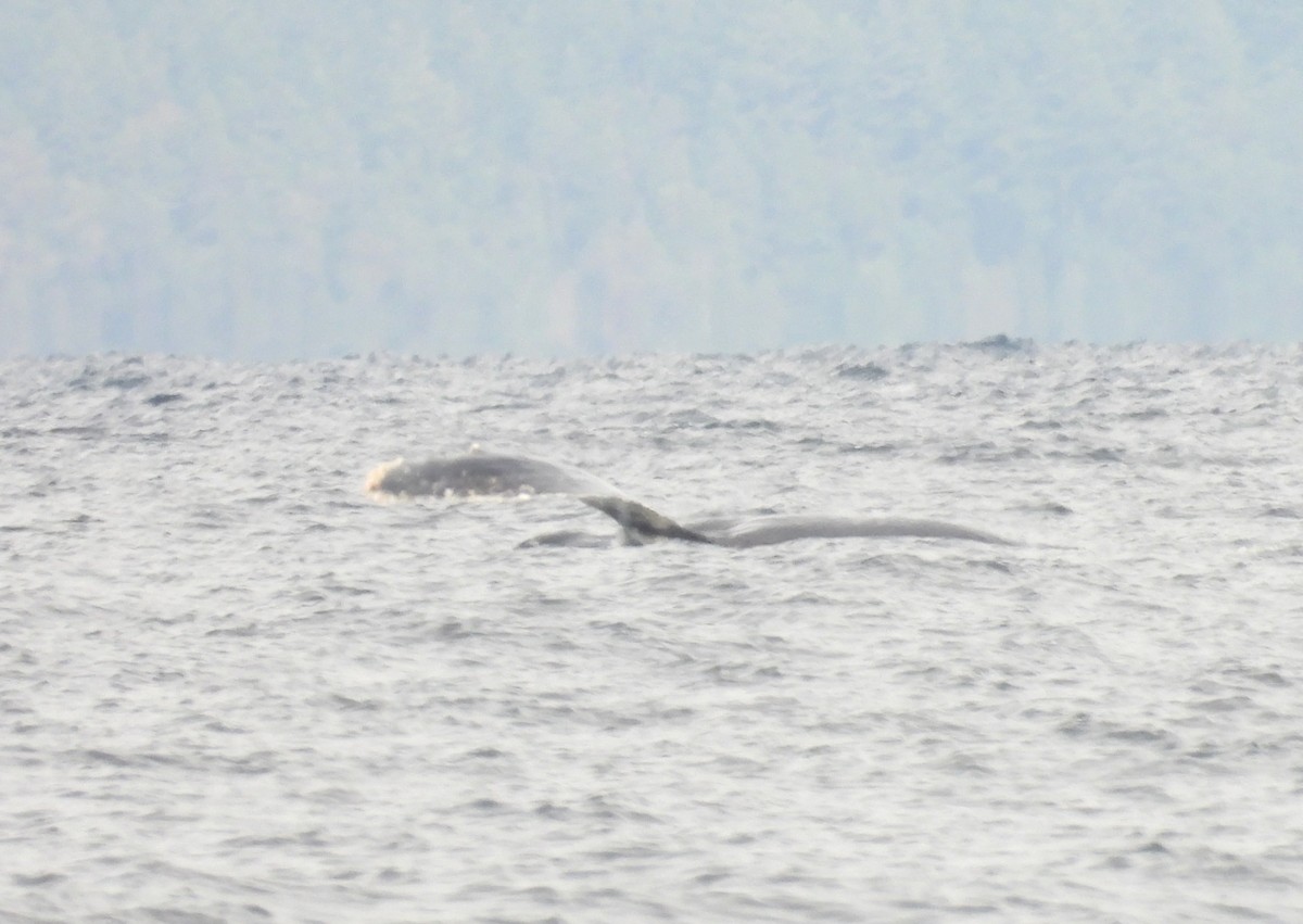 Animals - ML645209090