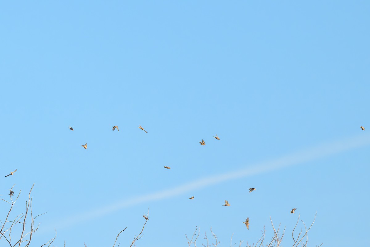 Çam İsketesi - ML645209096