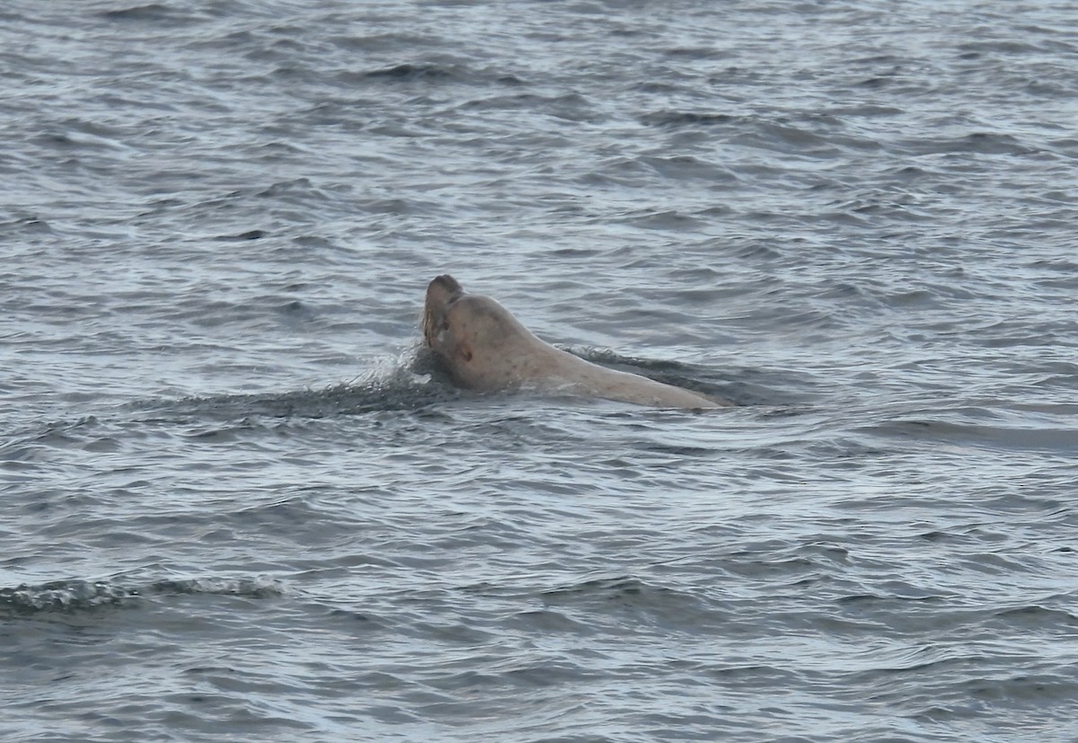 Animals - ML645209102