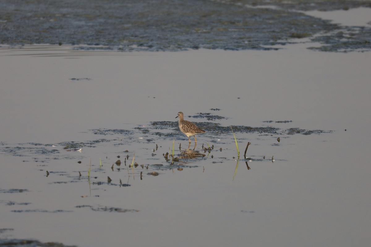 vodouš bahenní - ML645209109