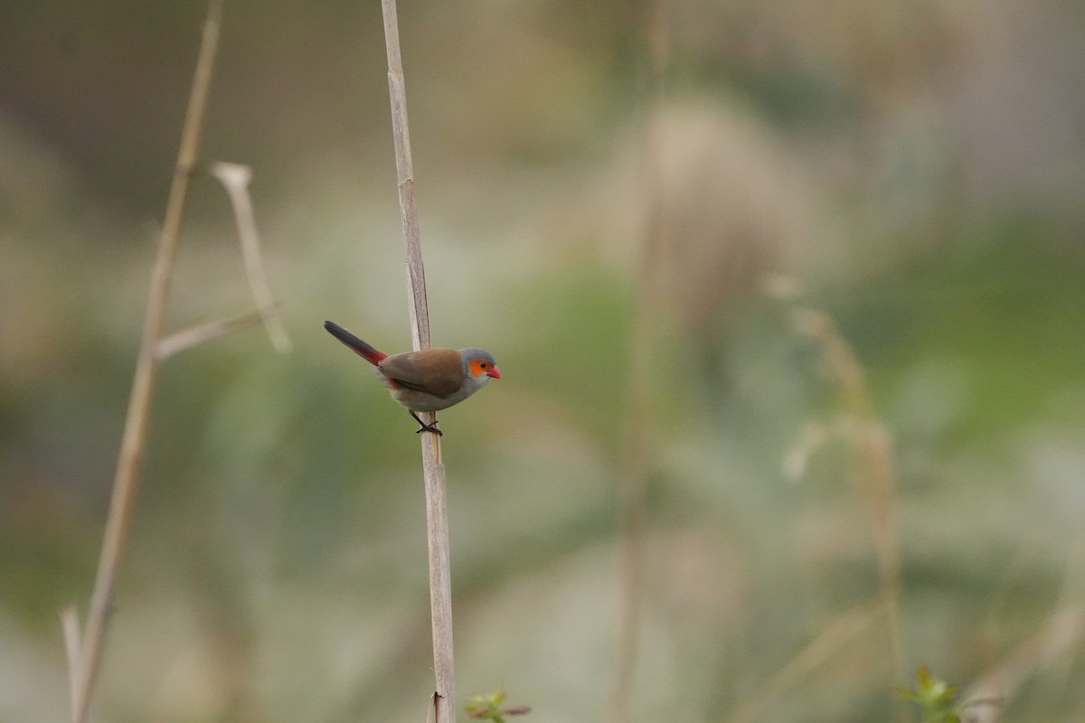 Orange-cheeked Waxbill - ML645209111