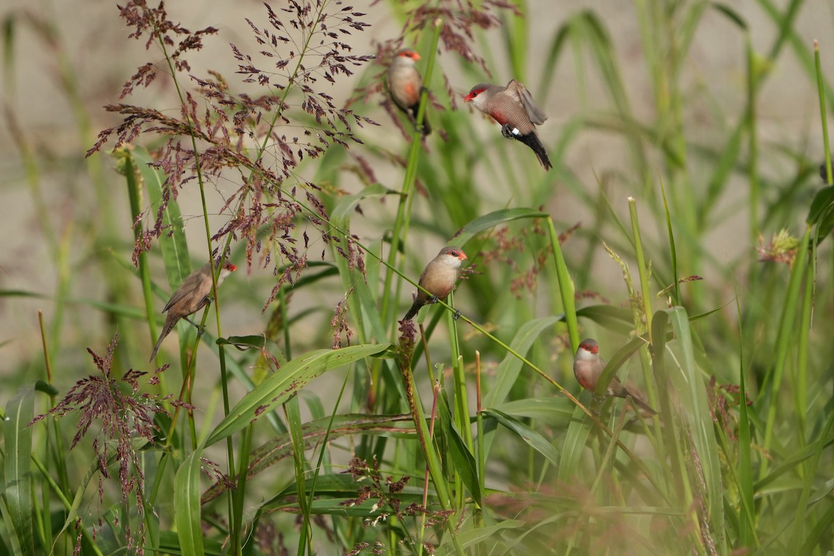Common Waxbill - ML645209116