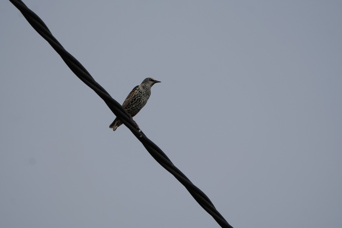 European Starling - ML645209125