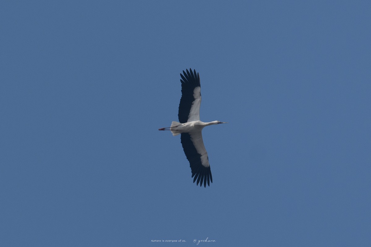 čáp východní - ML645209137