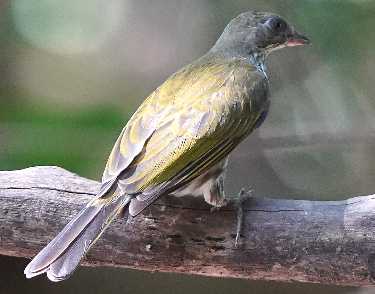 Spotted Honeyguide - ML645209144