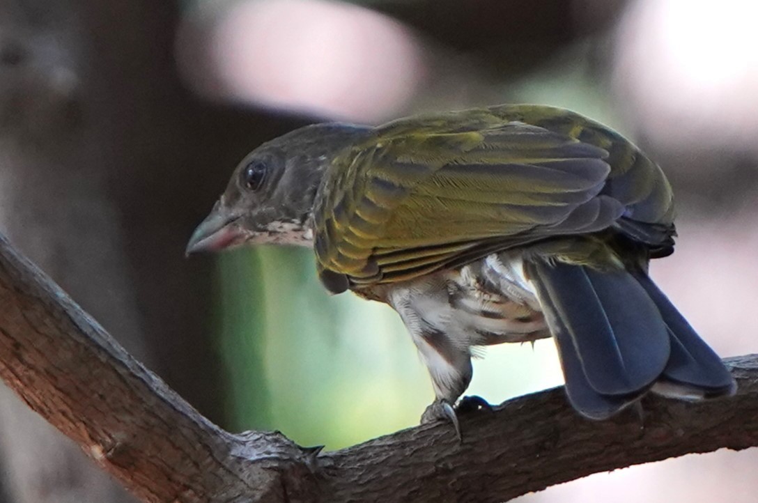 Spotted Honeyguide - ML645209146