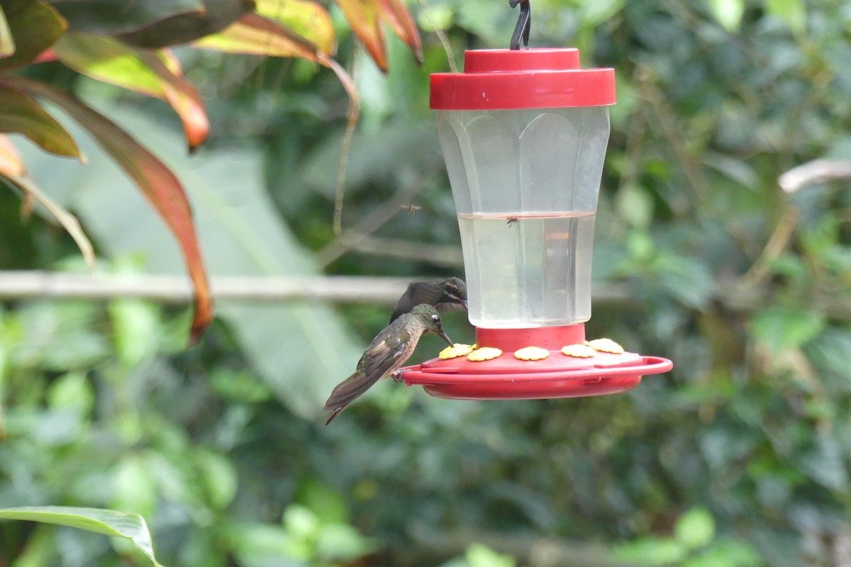 チャムネテリハチドリ - ML645209153