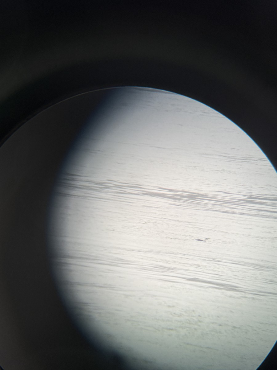 Red-throated Loon - ML645209154