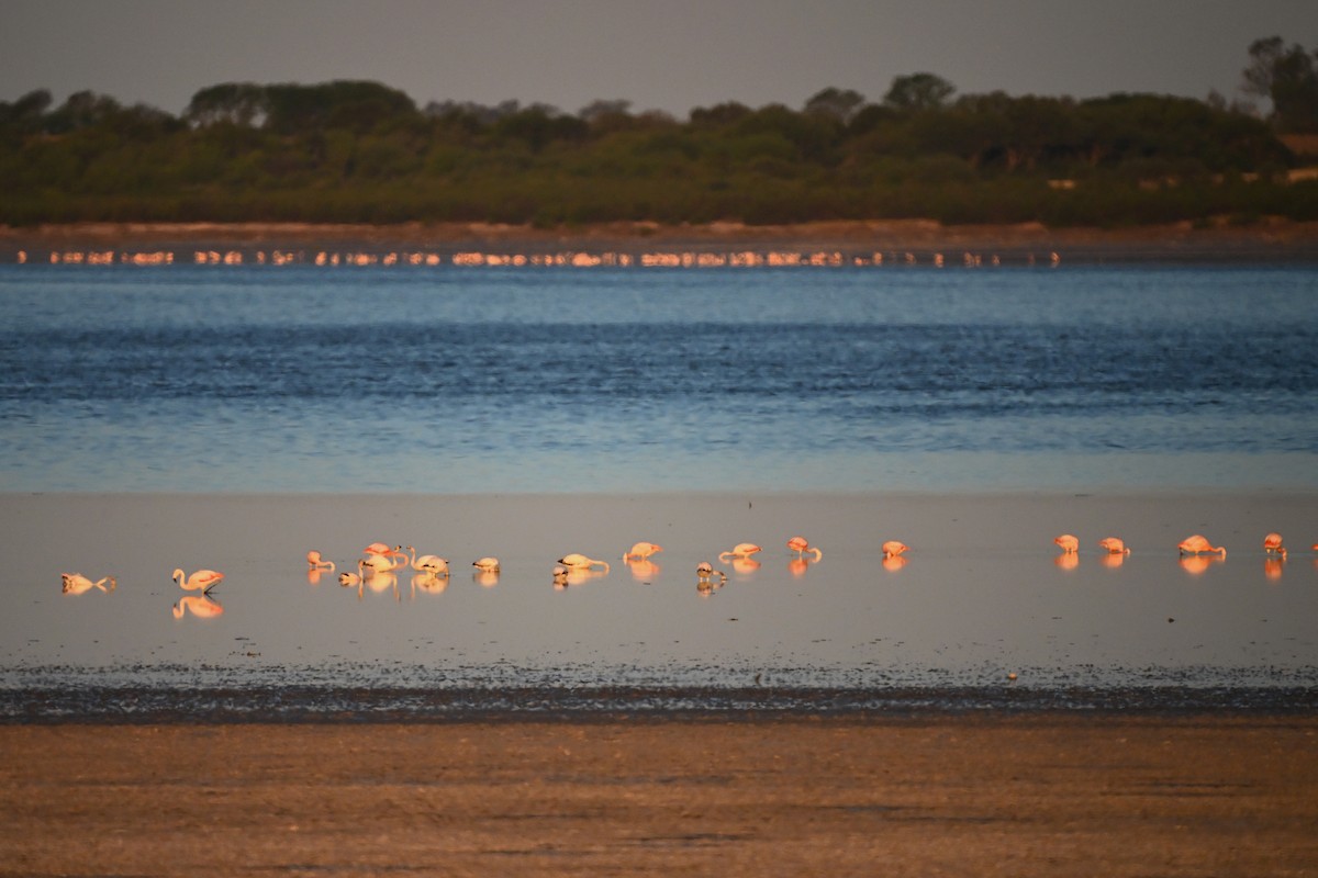 James's Flamingo - ML645209161