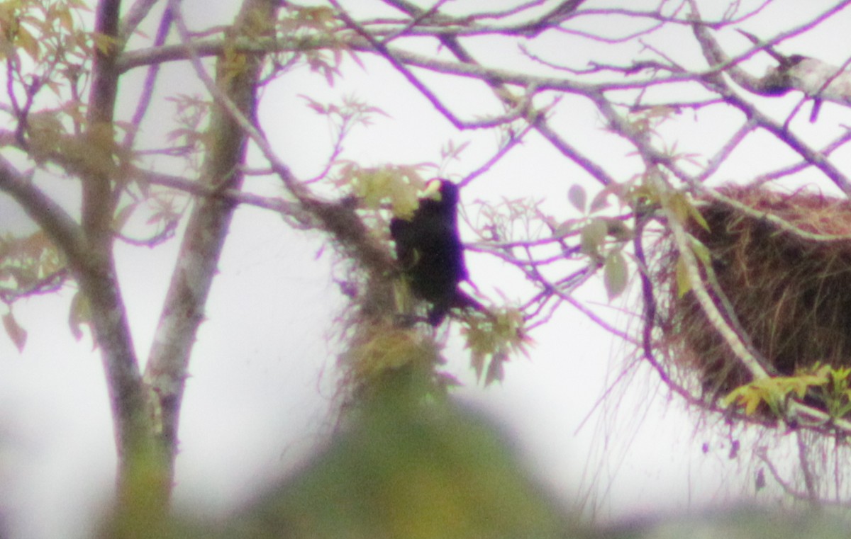 Crested Oropendola - ML645209179