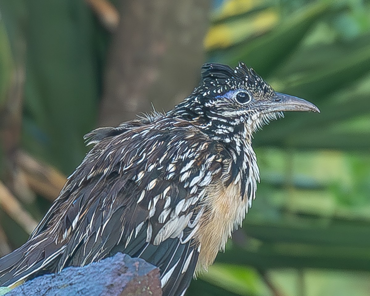 Lesser Roadrunner - ML645209205