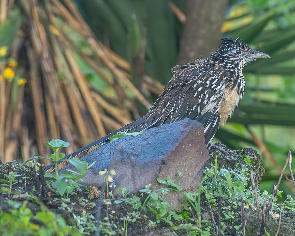 Lesser Roadrunner - ML645209206