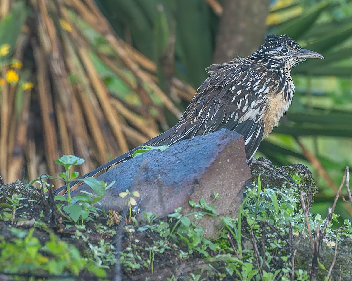 Lesser Roadrunner - ML645209207