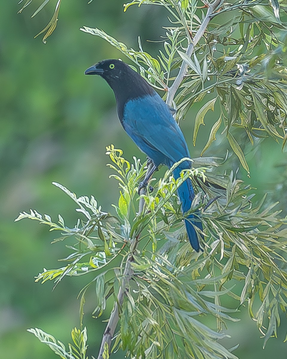 Bushy-crested Jay - ML645209209