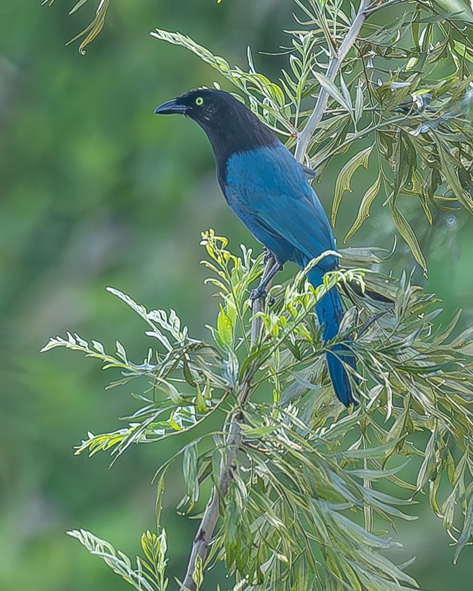 Bushy-crested Jay - ML645209210