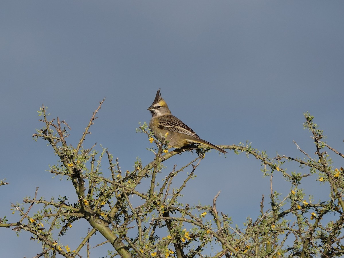 Yellow Cardinal - ML645209214