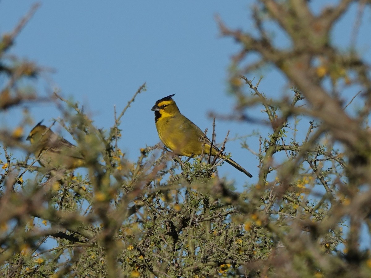 Yellow Cardinal - ML645209215