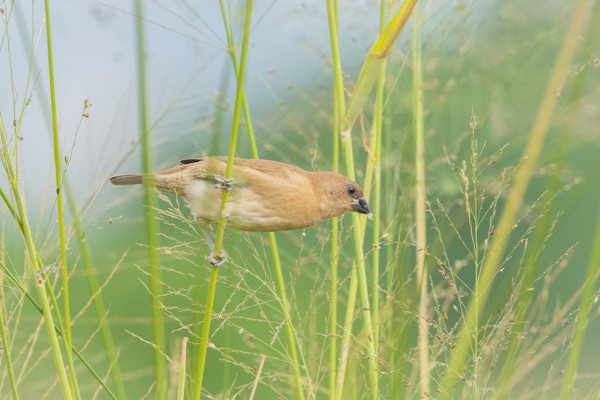 Scaly-breasted Munia - ML645209216