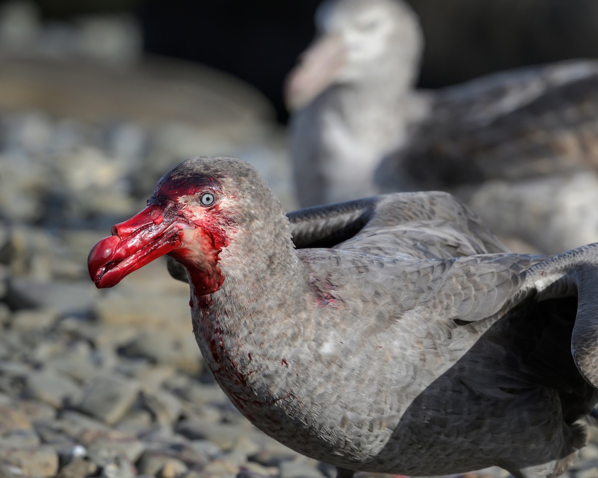 Southern Giant-Petrel - ML645209220