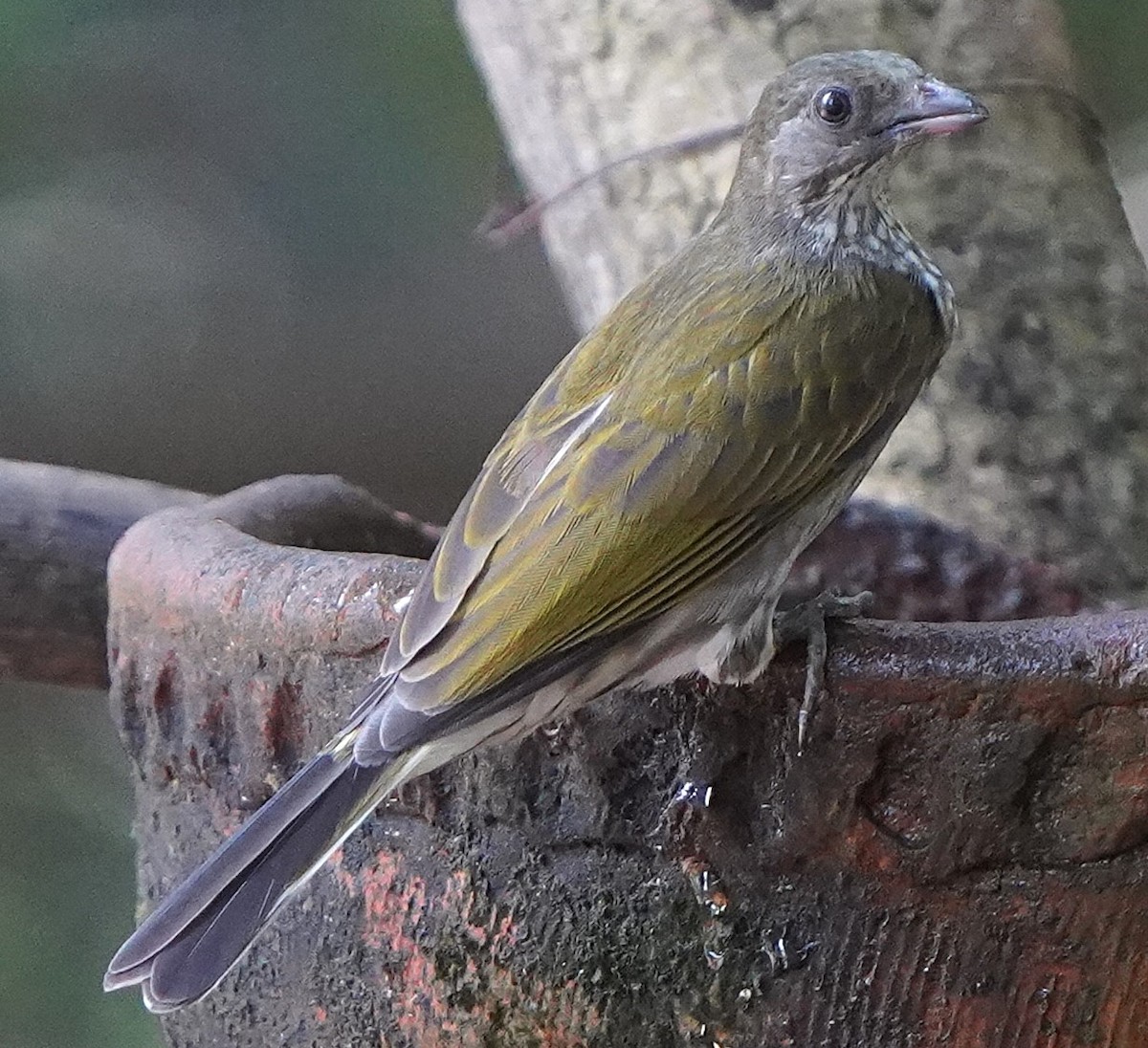 Spotted Honeyguide - ML645209226