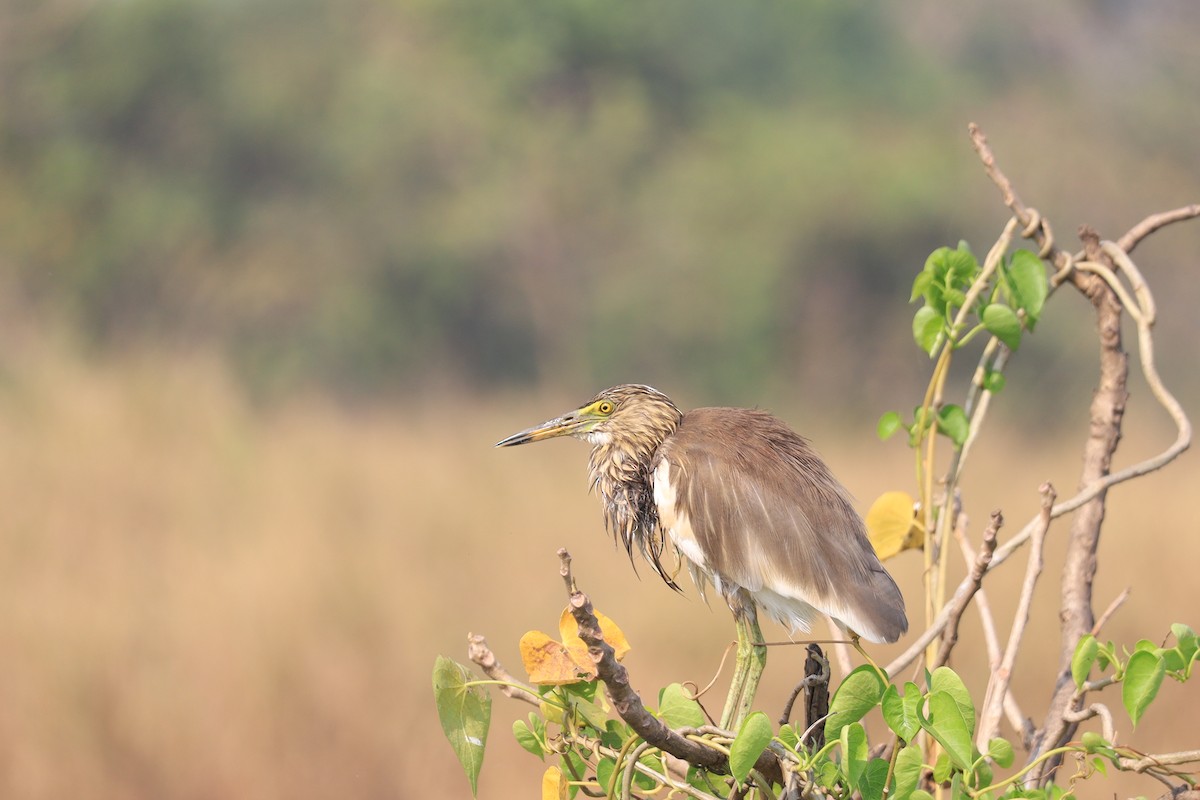 Indian Pond-Heron - ML645209256