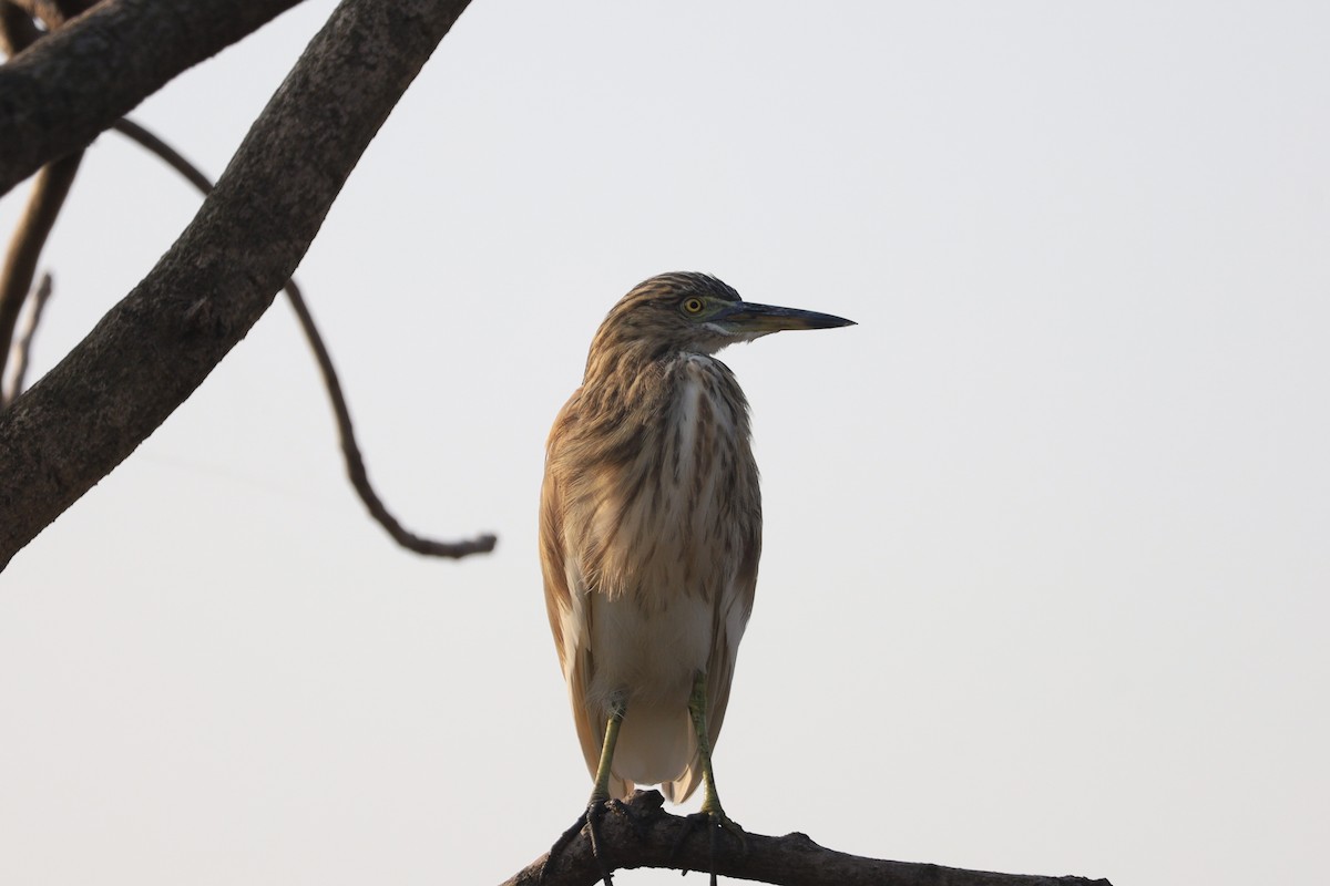 Indian Pond-Heron - ML645209262