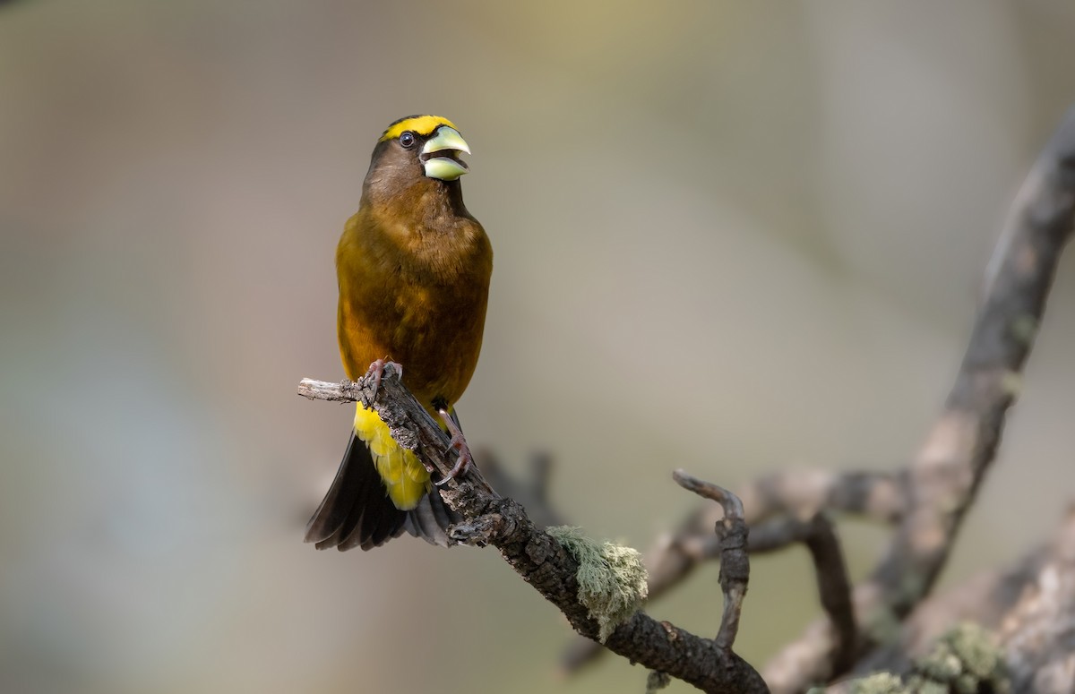 Evening Grosbeak - ML645209263