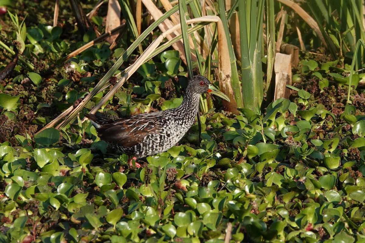 Spotted Rail - ML645209290
