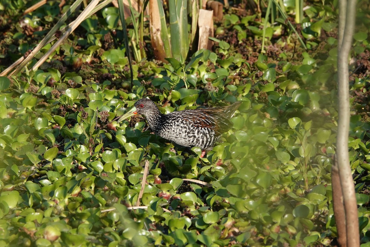 Spotted Rail - ML645209291