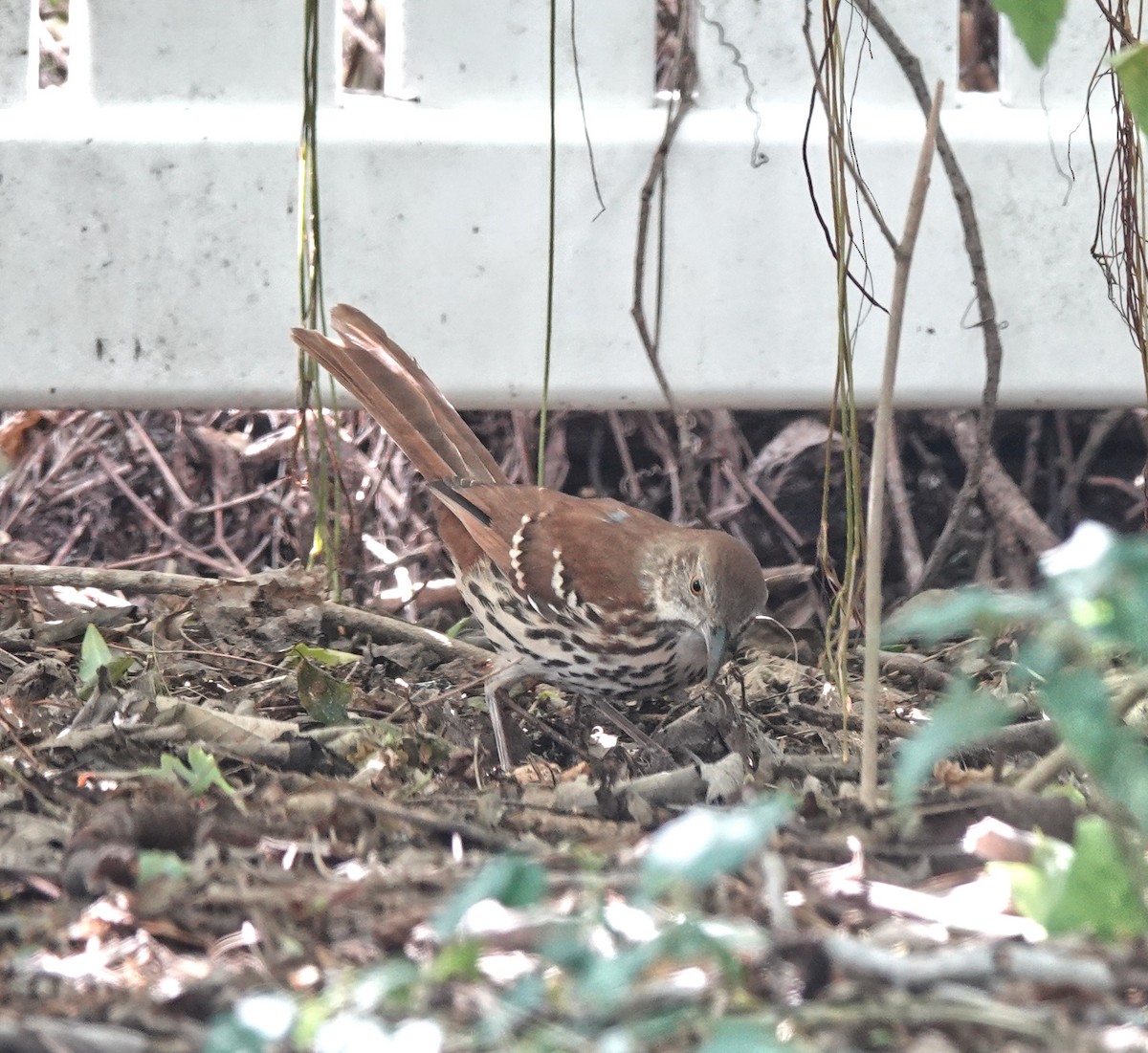 Brown Thrasher - ML645209297