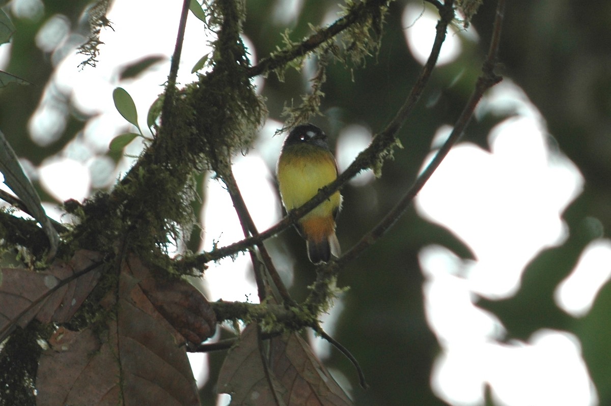 ornattyrann - ML645209306