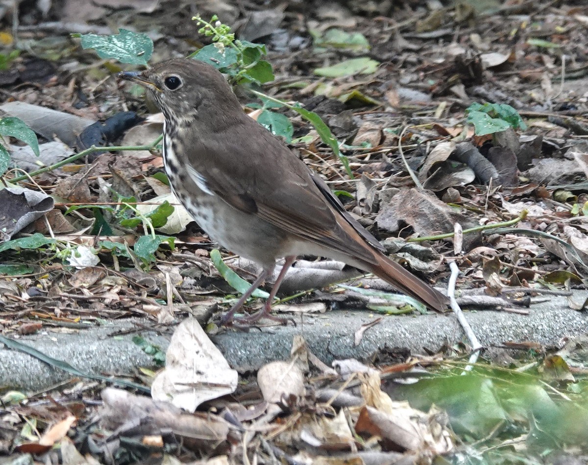 Hermit Thrush - ML645209311
